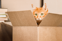 Katze guckt aus Karton